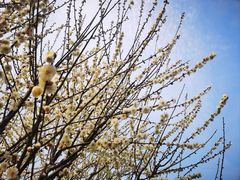 -香雪海