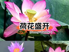 -荔湾湖公园