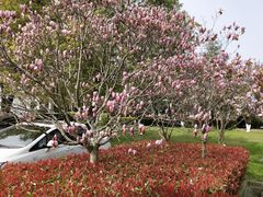 -上海鲜花港