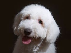 -超宠爱宠物摄影-Super pet