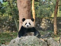 -成都动物园