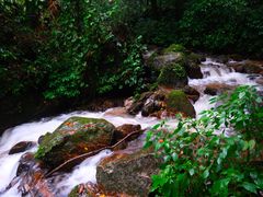 -莫里热带雨林景区