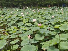 -金银湖国家城市湿地公园