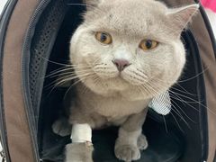 -伟伟宠物医院·瑞派猫友好医院·猫科(光谷店)