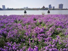 -顺峰山公园