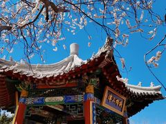 -桃花堤公园