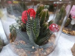 -循礼门鲜花花市(武汉循礼门店)