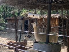 -沈阳森林动物园