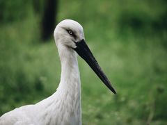 -杭州野生动物世界