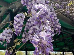 -合肥滨湖国家森林公园