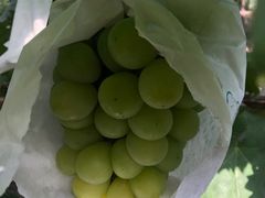 -马陆小张葡萄园农家乐