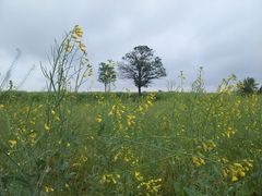 -汉长安城未央宫国家考古遗址公园
