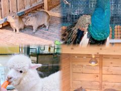 -廊坊固安福朋喜来登酒店