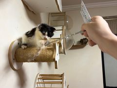 -楼上猫咖(罗湖店)