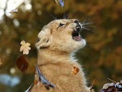 -红跑车(徐州彭城广场金地商都店)