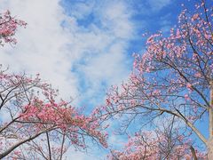 -东部华侨城