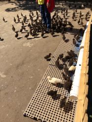 -萌宠亲子动物乐园(槐房万达店)