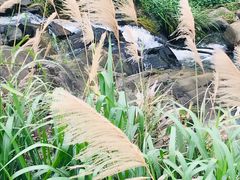 -大姆山草场