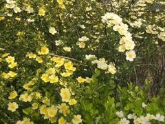 -天津东丽湖风景区