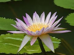 -云溪植物园