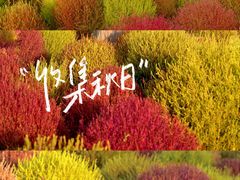 -花开海上生态园