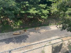 -大连森林动物园