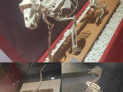 -国家自然博物馆