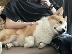 -萌宠之家·腊肠犬·马尔泰·小体犬舍