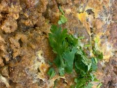 -广场正宗原汁薏米店