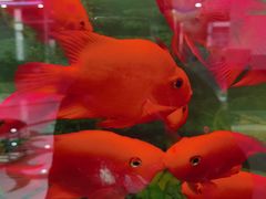 -雅悦齿科(顾村公园店)
