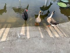 -北京鹿世界主题园