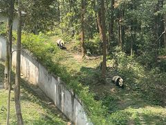 -中国大熊猫保护研究中心雅安碧峰峡基地