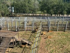 -青藏高原野生动物园