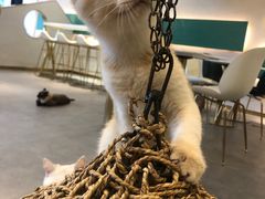 -飞行喵MR PILOT|猫舍·猫咖(静安大融城店)