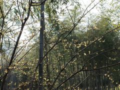 -大唐贡茶院