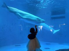 -海合安成都极地海洋公园