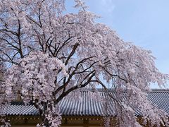 -醍醐寺