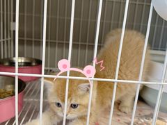 -翊宠yipet猫狗购宠庄园犬舍•猫舍