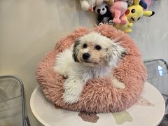 -有喵·猫咖·狗咖·40+猫狗有小奶狗(岗厦店)