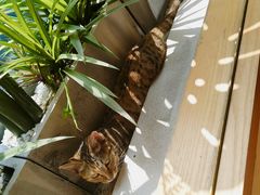 -猫的天空之城概念书店(苏州平江店)