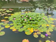 -国家植物园南园