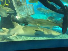 -北戴河圣蓝海洋公园