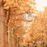成都旅行攻略 | 银杏免费观赏地🍁🍁电子科技大学