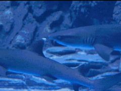 -芜湖新华联大白鲸海洋公园