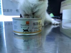 -半岛宠物医院24小时(科华中路店)