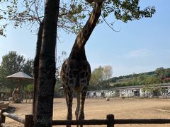 -大连森林动物园