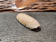 -鮨鳳