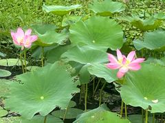 -拈花湾景区-五灯湖