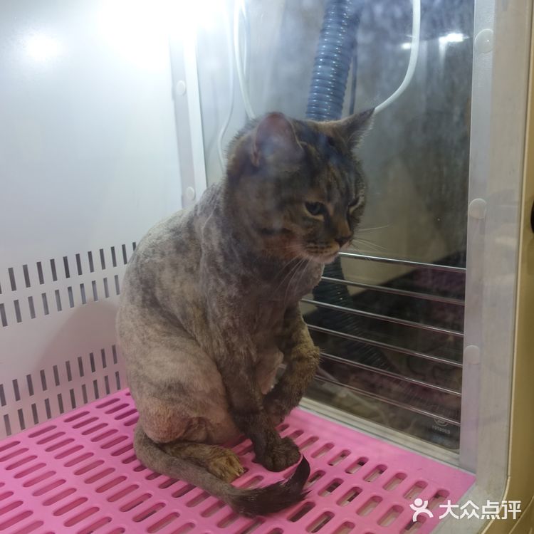 七宝附近一家玩乐美容一应俱全宠物酒店