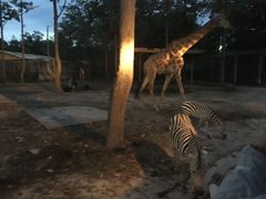 -清迈夜间动物园